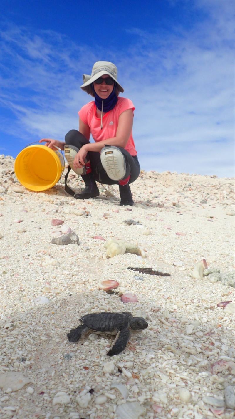 Reproductive biologist Dr. Camryn Allen watches a green sea turtle hatchling crawl to the ocean shoreline on East Island just weeks before Walaka hit French Frigate Shoals as a category 5 hurricane photo copyright NOAA Fisheries / Lindsey Bull taken at 