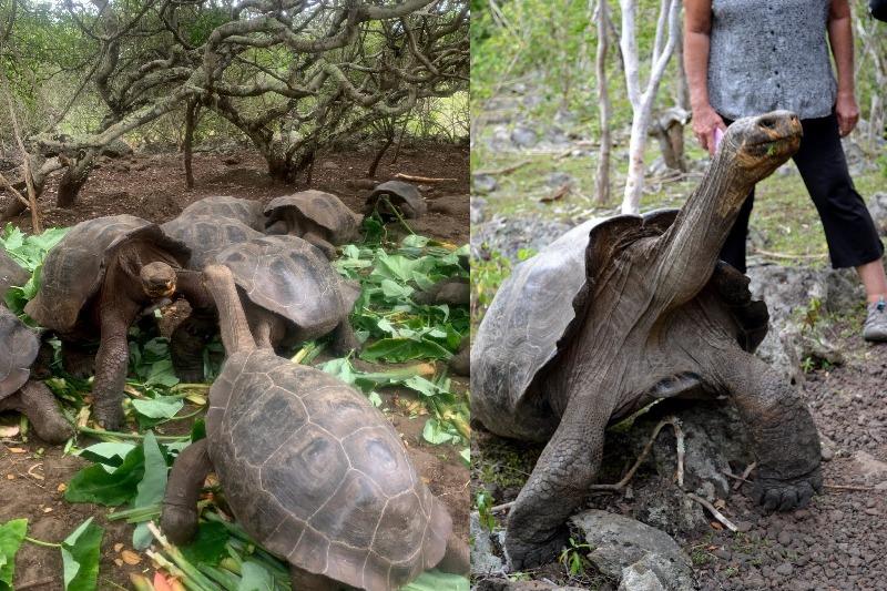 Giant tortoises - photo © SV Taipan