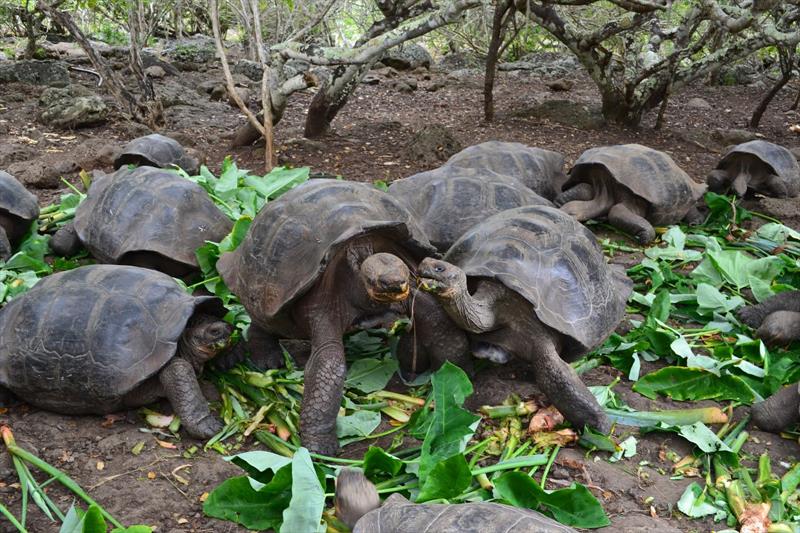 Giant tortoises photo copyright SV Taipan taken at 