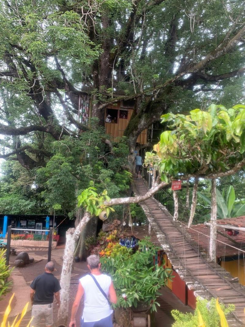 Treehouse in a 300 year old Ficus photo copyright SV Taipan taken at 