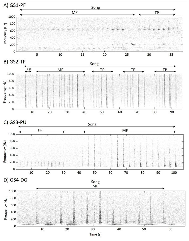 Spectrogram (visual representation of sound) showing four distinct North Pacific right whale gunshot song types. Arrows delineate preliminary (PP), main (MP) and terminal (TP) phrases of a song - photo © NOAA Fisheries