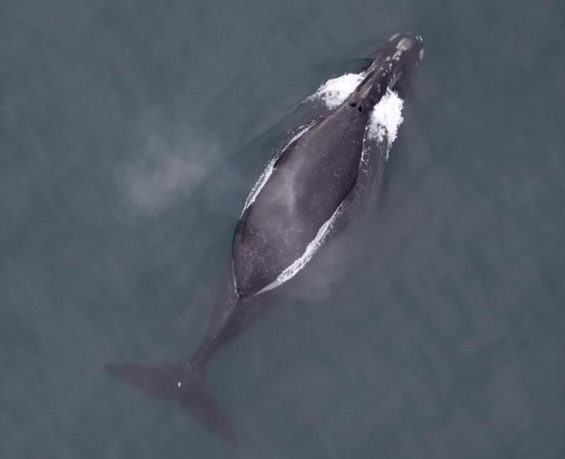 An eastern North Pacific right whale - photo © NOAA Fisheries
