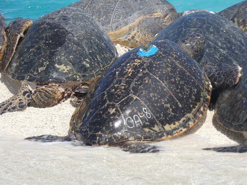 Motherload (OA48) was sighted basking on Trig Island, French Frigate Shoals in the Northwestern Hawaiian Islands about two months after researchers attached a satellite transmitter to her shell on the North Shore of O'ahu. - photo © NOAA Fisheries / Lindsey Bull