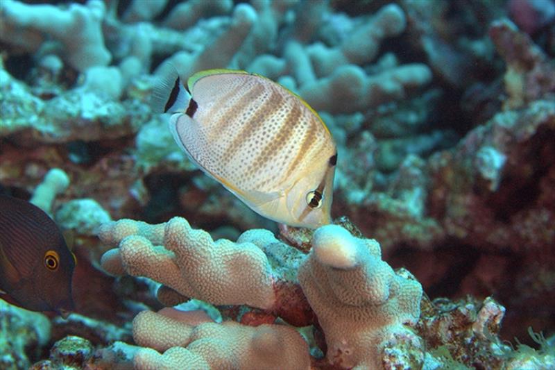 During the QUEST field course, MOP students learn valuable scientific diving skills, including how to conduct transect line surveys underwater and carry out fish and coral counts photo copyright MOP taken at 