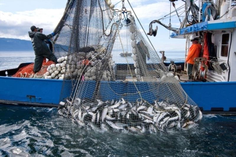 Hauling in the catch, Pacific Ocean. - photo © NOAA Fisheries