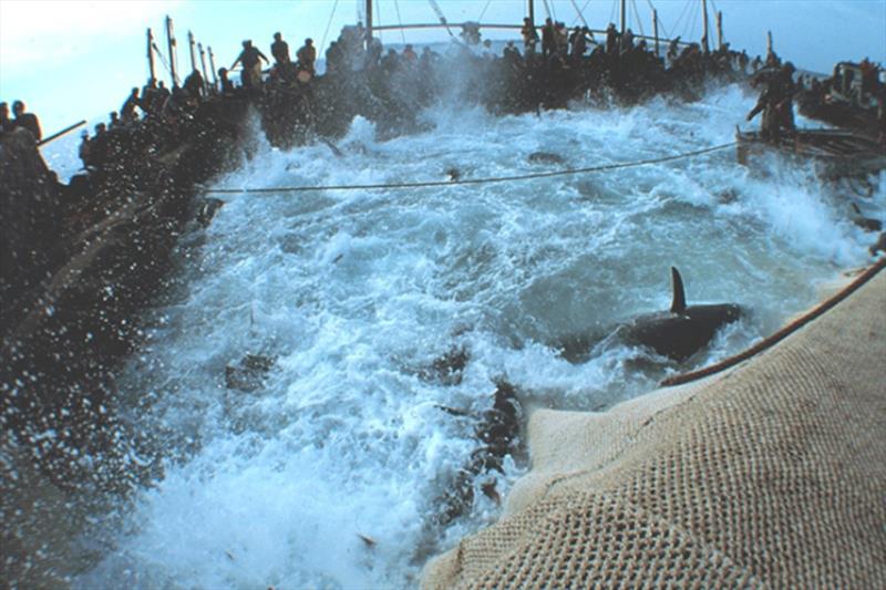 A raised net brings tuna to the surface in Favignana, Italy. - photo © NOAA Fisheries