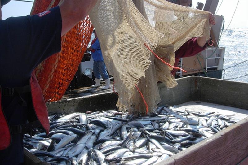 Hauling in the catch, Pacific Ocean. - photo © NOAA Fisheries