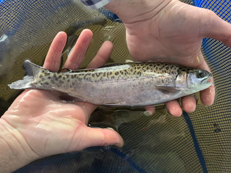 Big cats spotted swimming at Lake Purrumbete