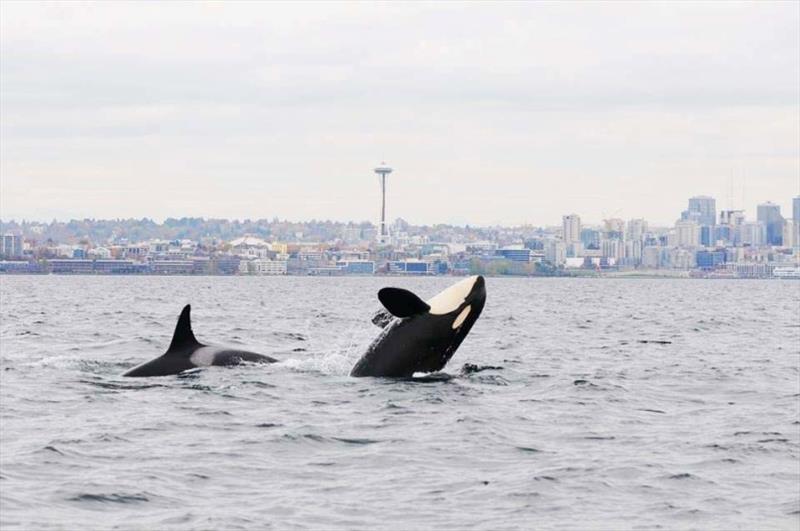 Southern Resident killer whales in Puget Sound - photo © NOAA Fisheries