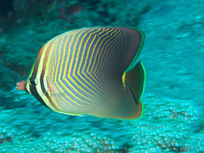 Butterflyfish (Chaetodon baronessa) photo copyright Klaus Stiefel under CC 2.0 taken at 