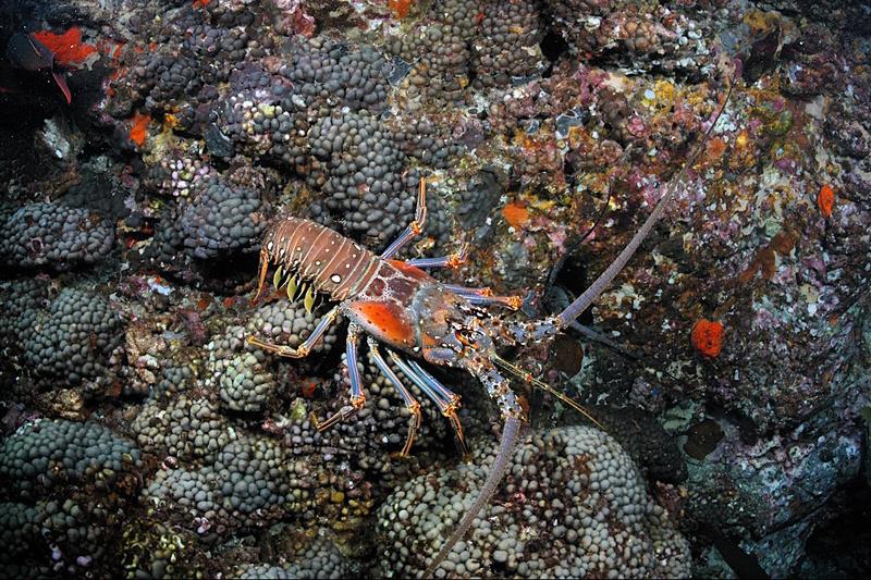 Caribbean spiny lobster photo copyright NOAA Fisheries taken at 