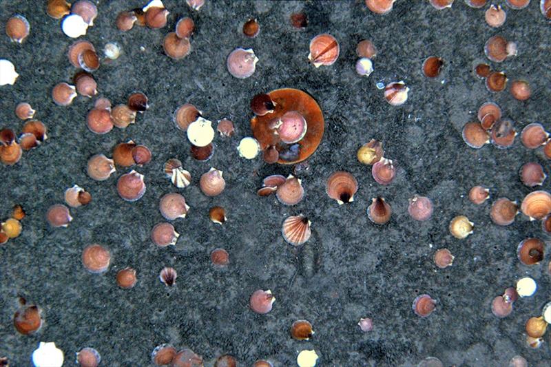 ea scallops on the ocean bottom photographed using a towed camera array photo copyright NOAA Fisheries taken at 