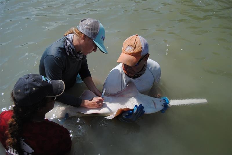 Tagging smalltooth sawfish in Florida photo copyright NOAA Fisheries taken at 
