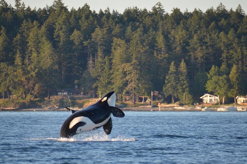 A Southern Resident killer whale breaches in Puget Sound photo copyright Monika Wieland Shields taken at 