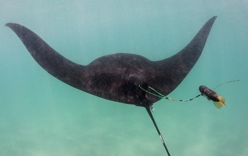Tracking manta ray Leo photo copyright Andrea Marshall / Marine Megafauna Foundation taken at 