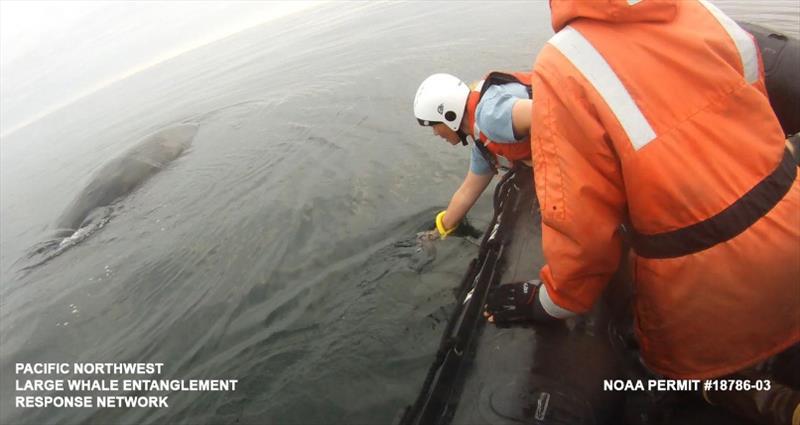 A team from the Pacific Northwest Large Whale Entanglement Response Network approaches an entangled humpback whale photo copyright NOAA Fisheries taken at 