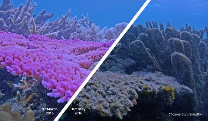 Corals before and after a marine heatwave event at Lizard Island, Great Barrier Reef photo copyright Chasing Coral (Netflix) taken at 