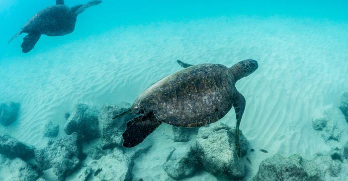 For the sea turtles: Operation Jairo photo copyright Sea Shepherd Conservation Society taken at 