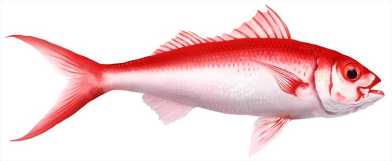 Flame snapper (Etelis coruscans) photo copyright NOAA Fisheries taken at 