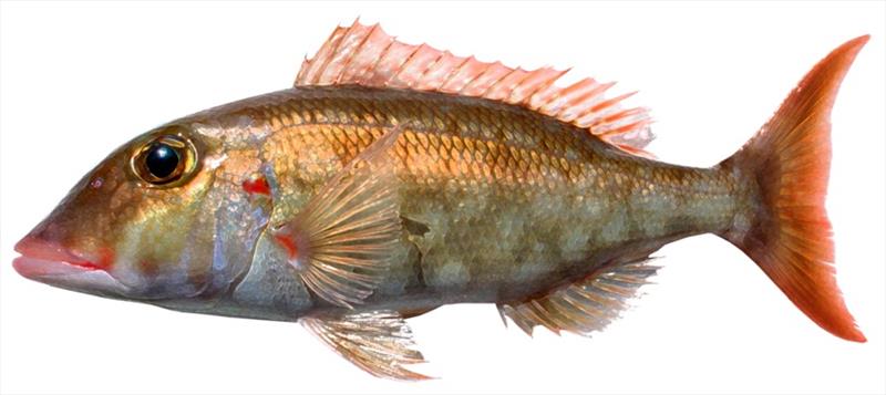 Redgill emperor (Lethrinus rubrioperculatus) photo copyright NOAA Fisheries taken at 