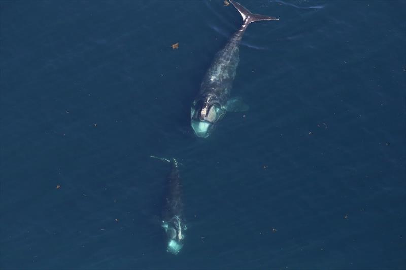 Two North Atlantic right whales feeding at the surface photo copyright NOAA Fisheries / Allison Henry taken at 