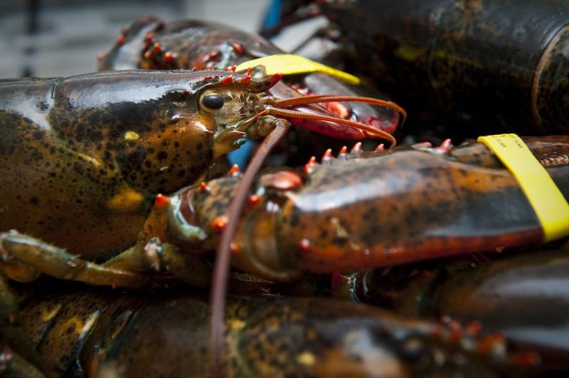 The American Lobster are an important part of the New England's economy and culture photo copyright Mike Ross / UNH Photographic Services taken at 