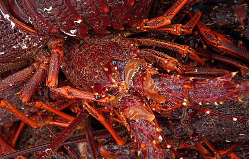 Rock lobster - photo © DPIPWE Fishing