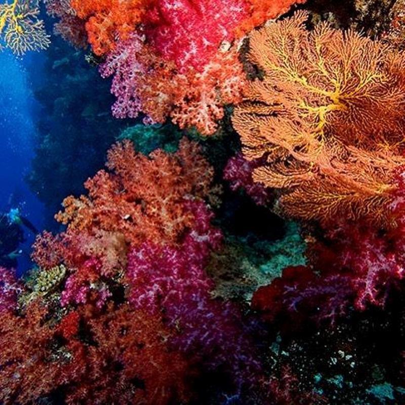 Soft corals on Rainbow Reef photo copyright Jone Waitaiti taken at 