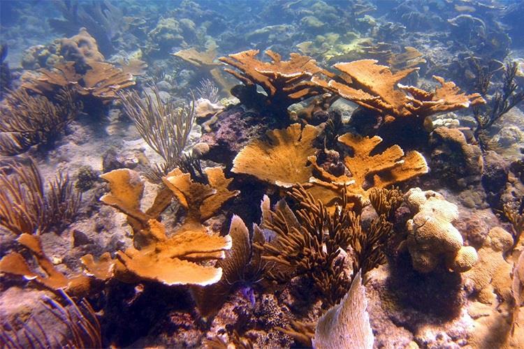 A restored elkhorn coral colony off the coast of Puerto Rico photo copyright NOAA Fisheries taken at 