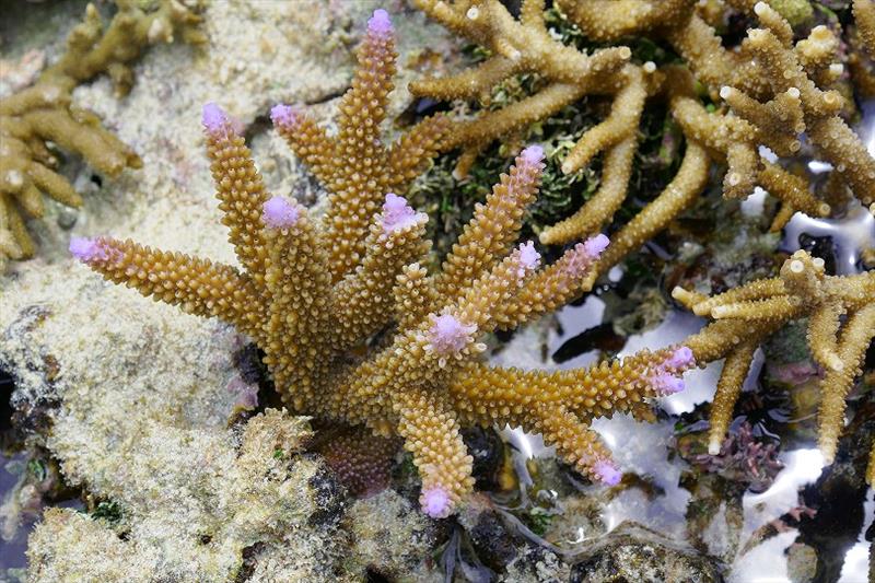 Healthy hard corals may be brightly colored photo copyright Lisa Benckhuysen taken at 
