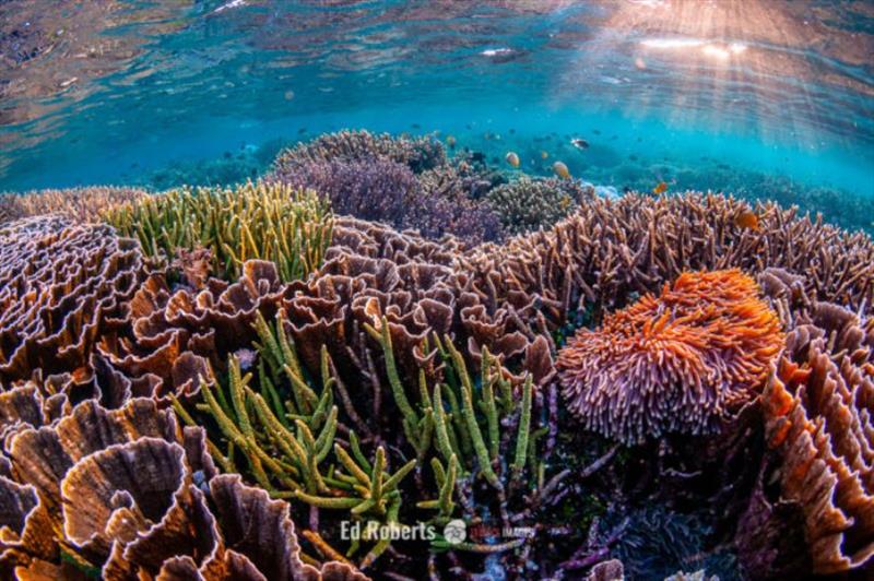 It turns out coral biodiversity on a reef isn't highest where classic scientific theory suggests it will be: in the shallowest waters, where more energy is available in the form of sunlight photo copyright Ed Roberts taken at 