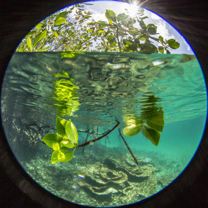 Healthy mangroves can offer some young reef fish some respite from climate change impacts photo copyright Pete Mumby taken at 