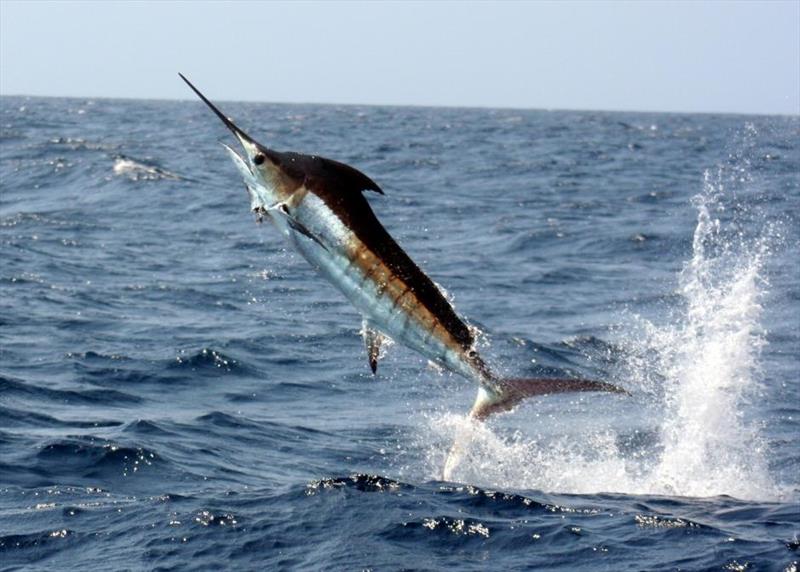 Marlin photo copyright NOAA Fisheries taken at 