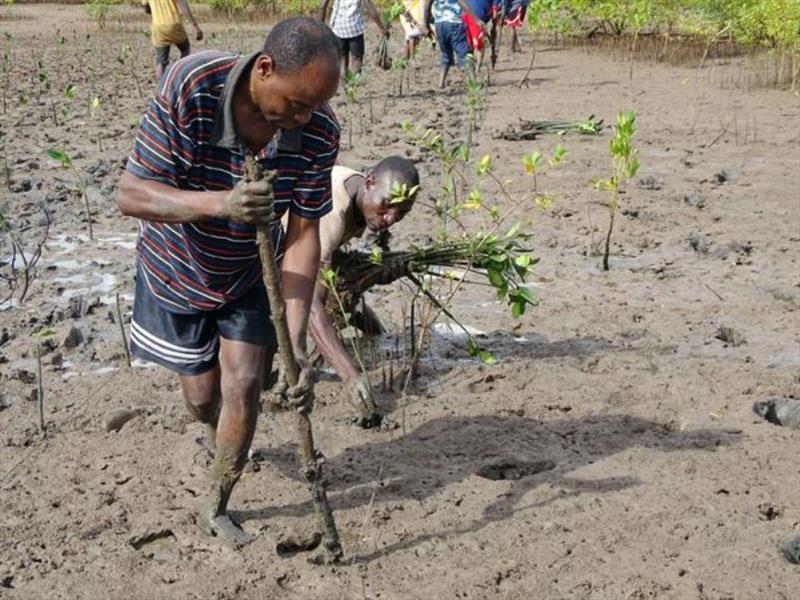 Residents of Giriama (Robinson) Island, Kenya replant mangroves photo copyright Seacology taken at 