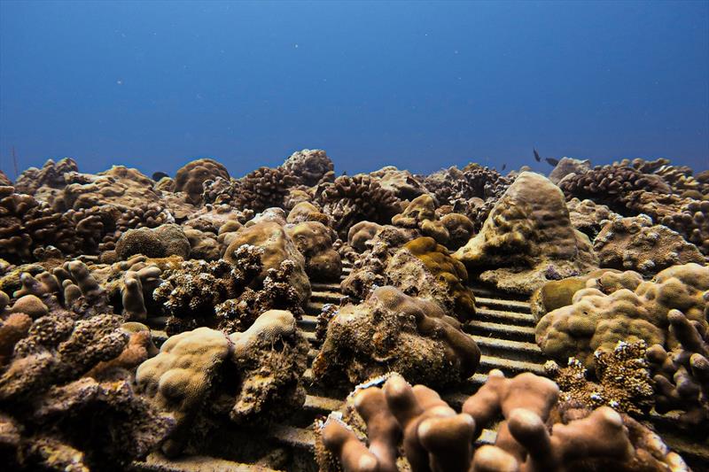 Corals on the coral nursery platform photo copyright NOAA Fisherie taken at 