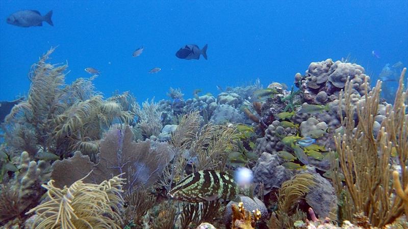 A reefscape in the highly-protected Jardines de la Reina (Gardens of the Queen), Cuba provides habitat and feeding grounds for large numbers of fish, including top predators like sharks and groupers photo copyright Amy Apprill, Woods Hole Oceanographic Institution taken at 