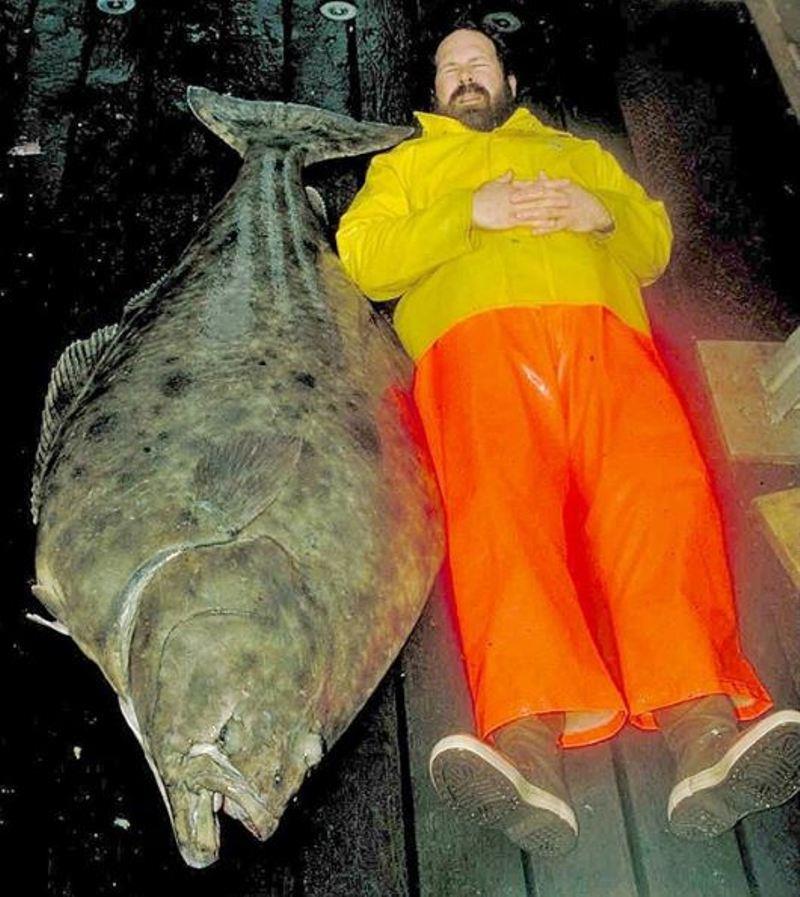 An Alaska Fisheries Science Center Researcher next to an Alaskan halibut photo copyright NOAA Fisheries taken at 