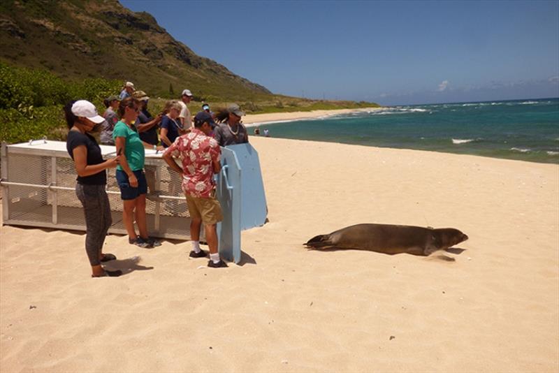 Monk seal release photo copyright NOAA Fisheries taken at 