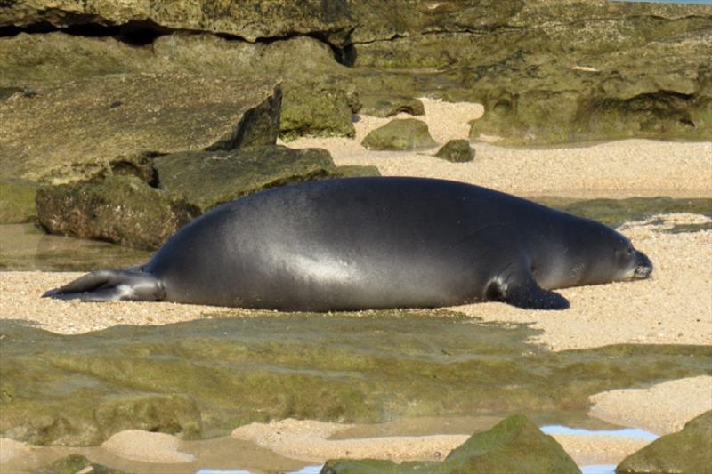 RL44 spotted on the beach before being tagged photo copyright NOAA Fisheries taken at 