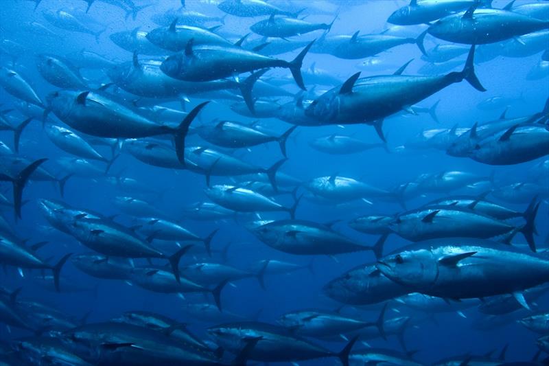 Bluefin Tuna in a netted ranch - photo © Getty Images / iStockphoto