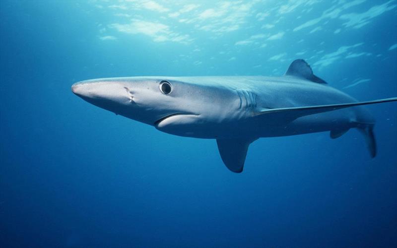 Shark photo copyright NOAA Fisheries taken at 