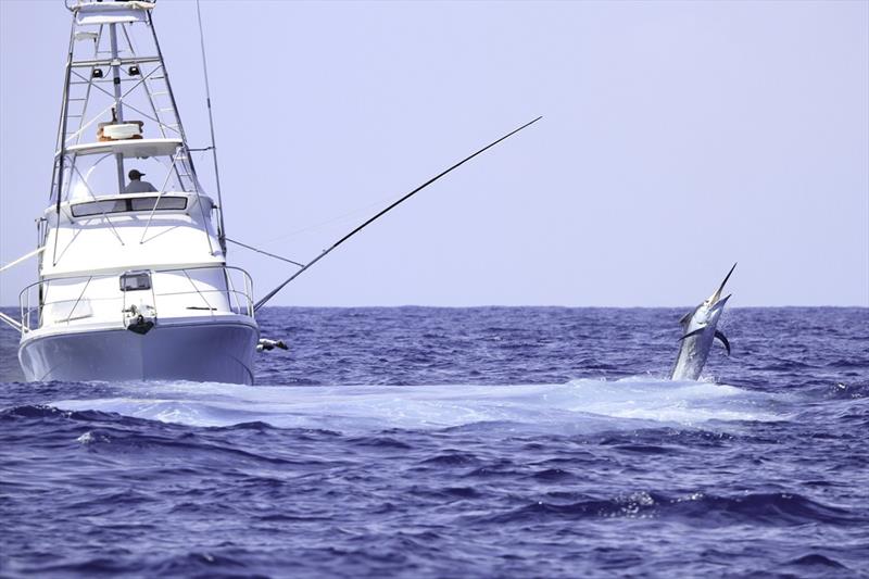 A big marlin jumps near a charter fishing game boat near Cairns photo copyright Kelly Dalling taken at 