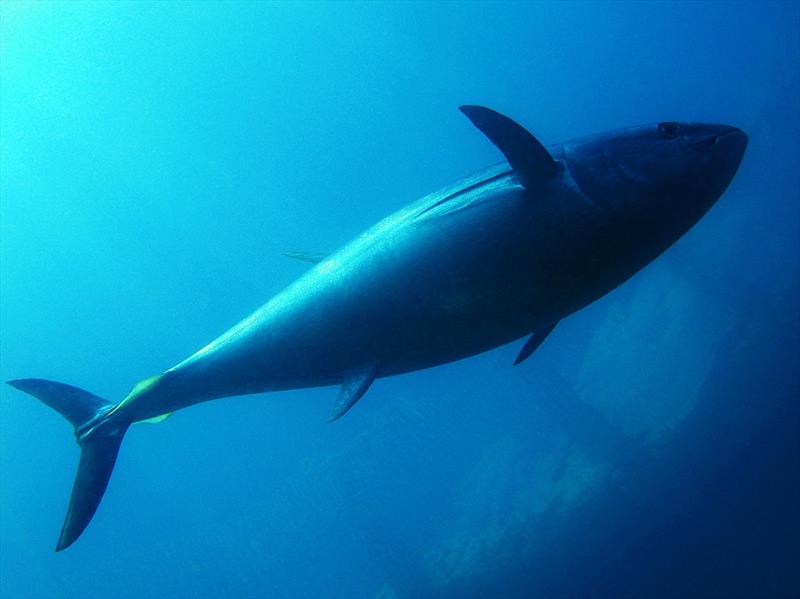 Bluefin Tuna photo copyright Getty Images / iStockphoto taken at 