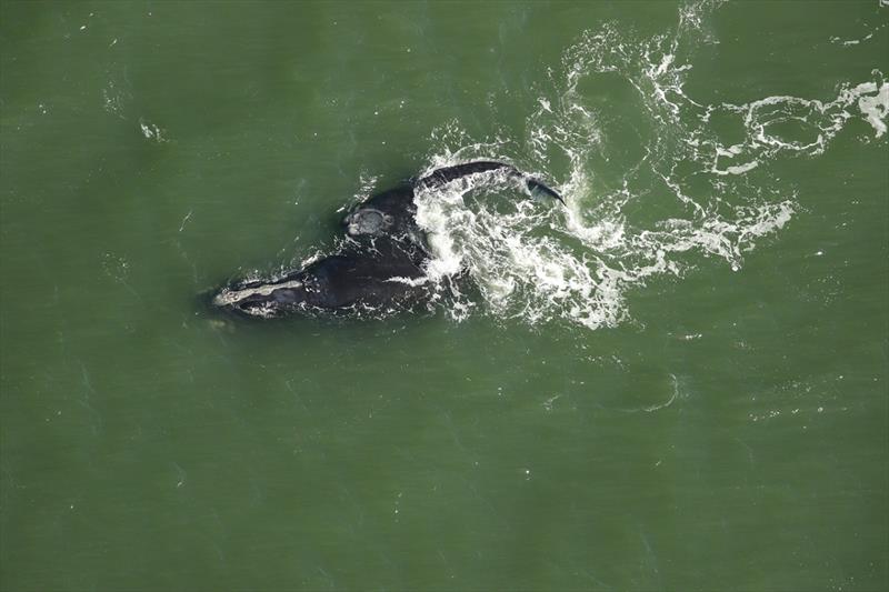 A North Atlantic right whale calf swims with its mother off the coast of Florida photo copyright FWC, under NOAA permit #20556-01 taken at 