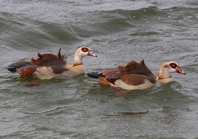 Special guests for week 5 of the Alton Water 2020 Fox's Chandlery & Anglian Water Frostbite Series - photo © Tim Bees