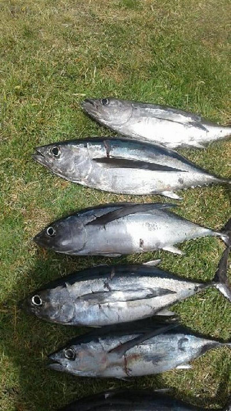 Tuna - photo © Carl Hyland
