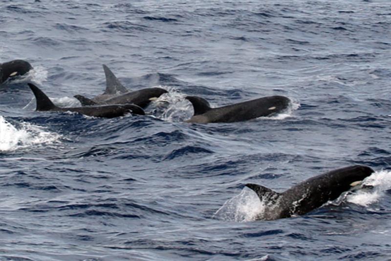 In January, 2019, an experienced group of killer whale biologists launched an expedition from the southern tip of Chile into some of the roughest waters in the world, searching for what could be a new species of killer whale photo copyright NOAA Fisheries taken at 