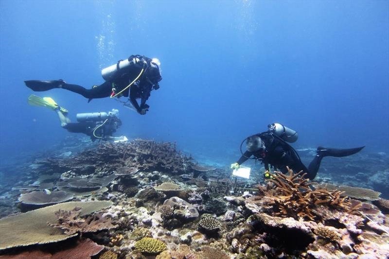 NOAA divers identify and measure coral colonies along a transect in Vatia's outer bay while American Samoa Department of Land and Natural Resources and National Marine Sanctuaries divers observe the survey methods photo copyright NOAA Fisheries / Morgan Winston taken at 