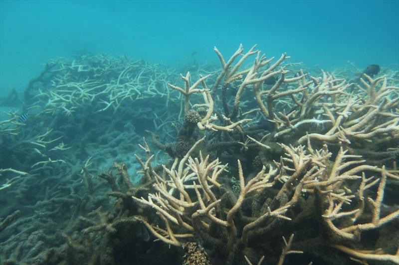 The staghorn coral, Acropora muricata, was abundant in the Faga'alu ...