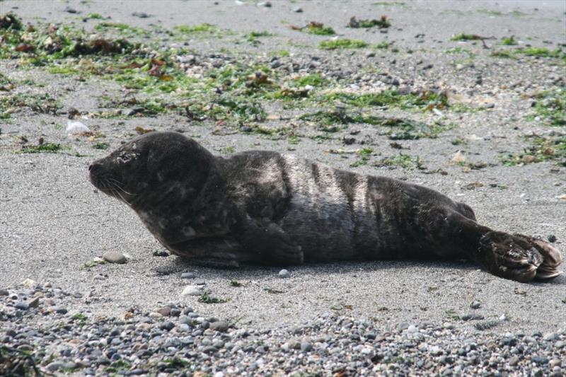 Harbor seal photo copyright NOAA Fisheries taken at 